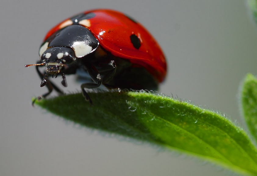 Ein marienkäfer viele punkte hat wie Was bedeuten