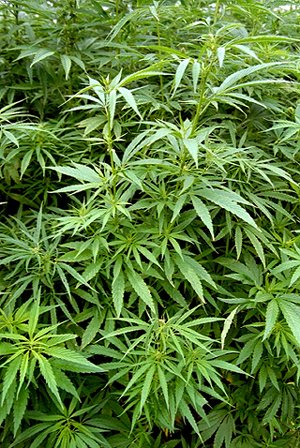 Vereinte Nationen schlagen Alarm: Cannabiskonsum belastet Gesundheitssysteme