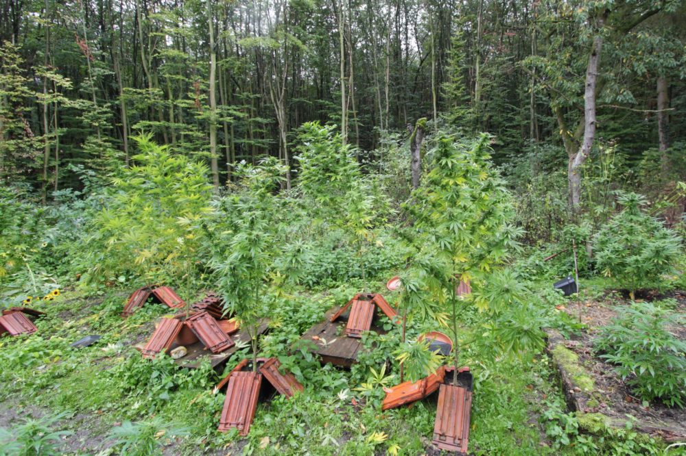 Dieser Mann Hauste Auf Dem Gelände Cannabis Plantage Und Waffen Am Steglitzer Heizkraftwerk Entdeckt - aepx4fk