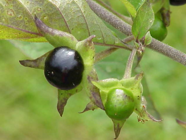 atropa_bella-donna0