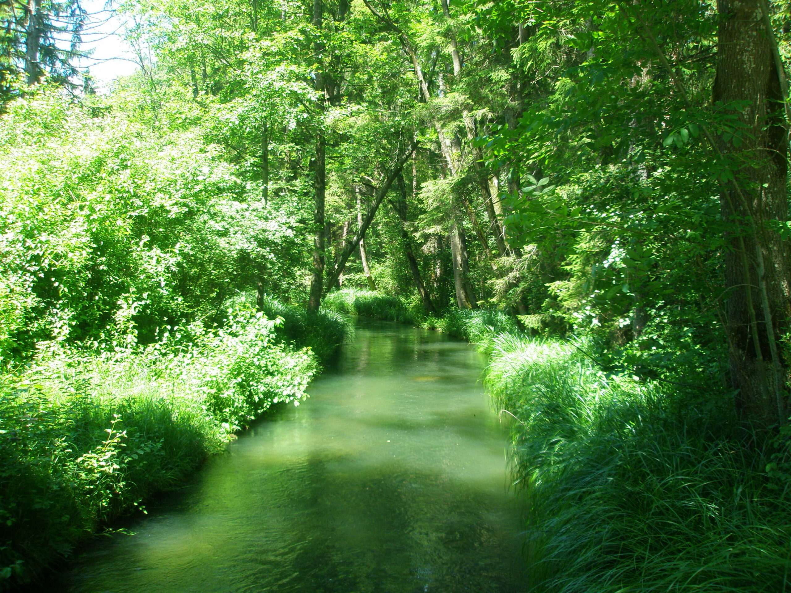 Bach im Siebentischwald