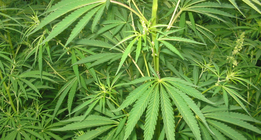 cannabis