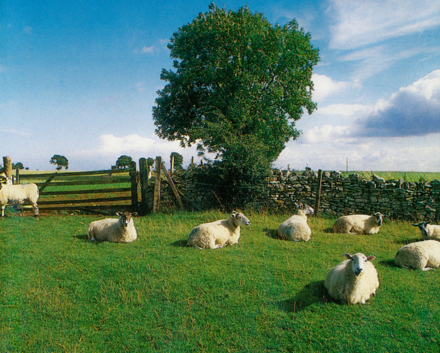 The KLF Chill Out