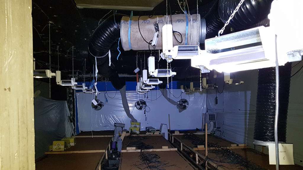 Drogenplantage in ehemaliger Bremer Disco entdeckt.