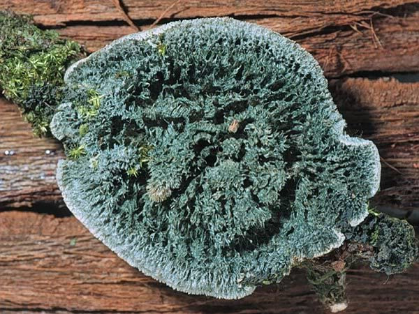 dictyonema_sericeum-600x450