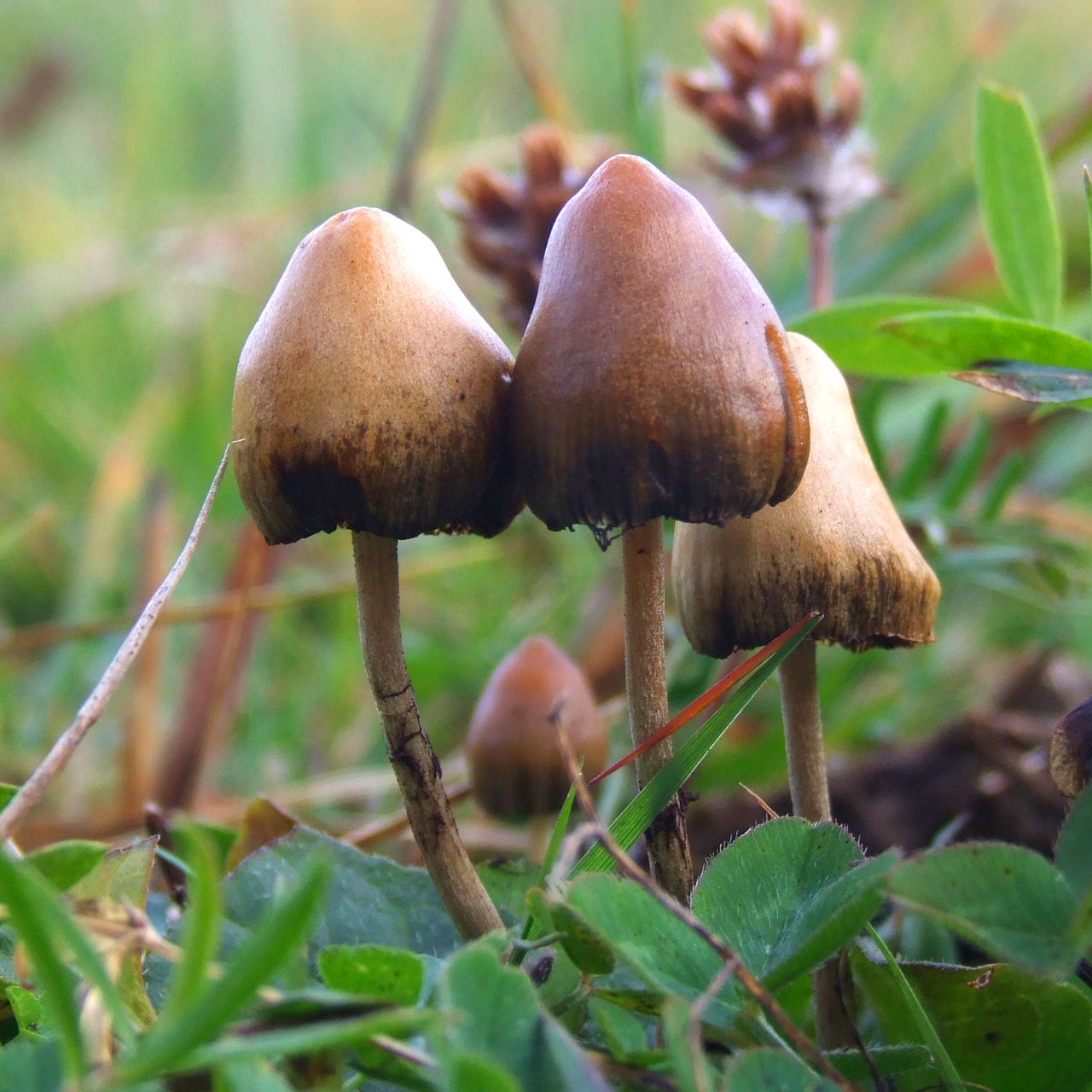 Legalisierung von Magic Mushrooms – Unterschriftensamlung entscheidet https://creativecommons.org/licenses/by-sa/3.0/ by Arp