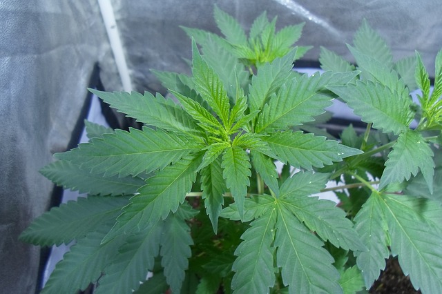 vegetation-2198917_640