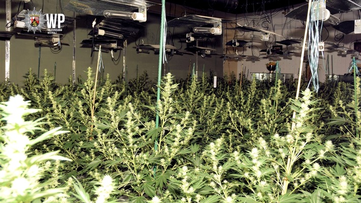 Ein Stromausfall führt die Polizei zu einer Marihuana-Farm